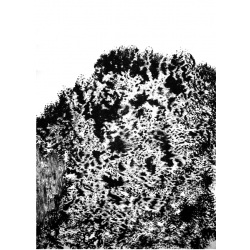 FAGES Mathilde - Paysage...